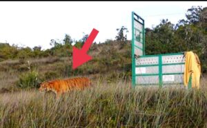 Setelah Sehat, Harimau Besti Dilepas di Hutan TNGL Gayo Luwes